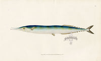 Edward Donovan Fish Print 1802 Skipper Pike - Panteek Antique Prints