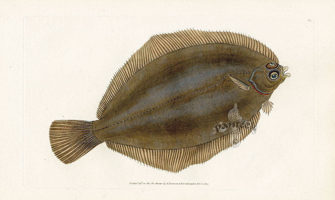 Edward Donovan Fish Print 1802 Smear Dab
