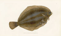 Edward Donovan Fish Print 1802 Smear Dab - Panteek Antique Prints