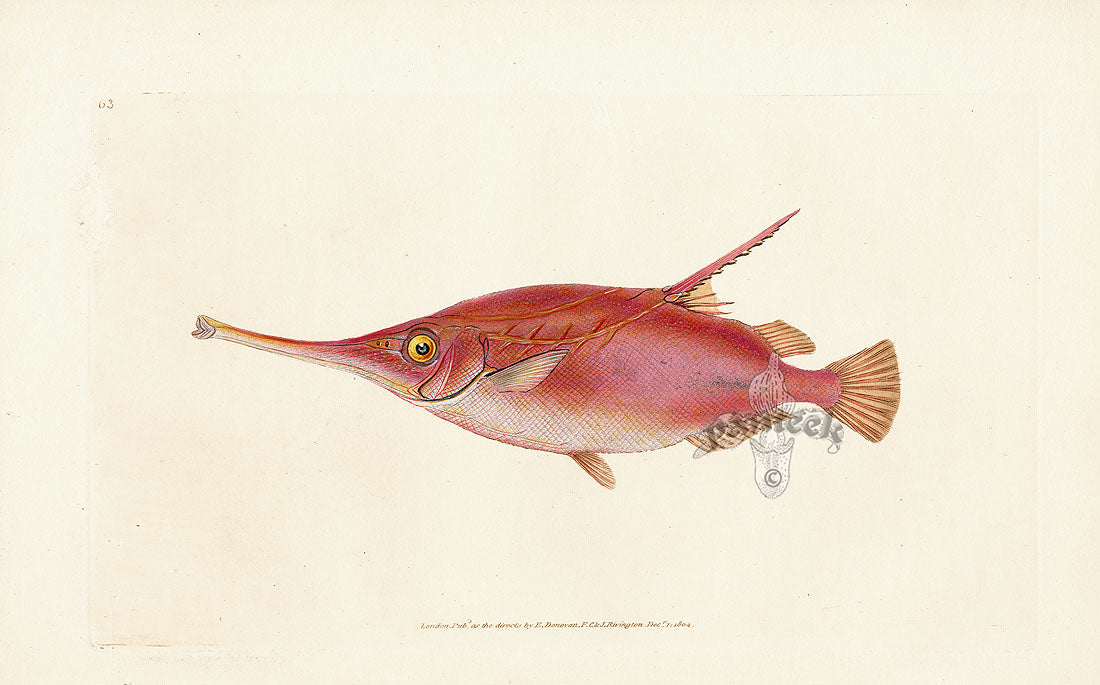 Edward Donovan Fish Print 1802 Snipe