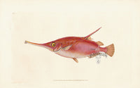 Edward Donovan Fish Print 1802 Snipe - Panteek Antique Prints