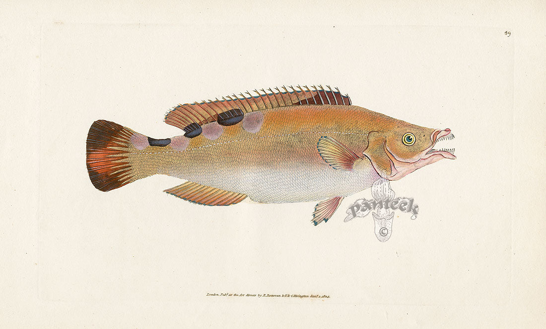 Edward Donovan Fish Print 1802 Trimaculated Wrasse