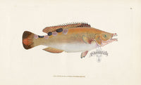 Edward Donovan Fish Print 1802 Trimaculated Wrasse - Panteek Antique Prints