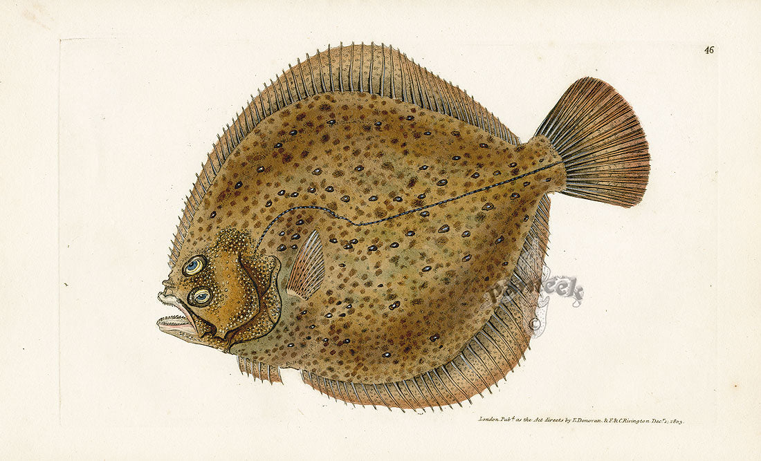 Edward Donovan Fish Print 1802 Turbot