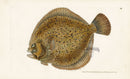 Edward Donovan Fish Print 1802 Turbot - Panteek Antique Prints