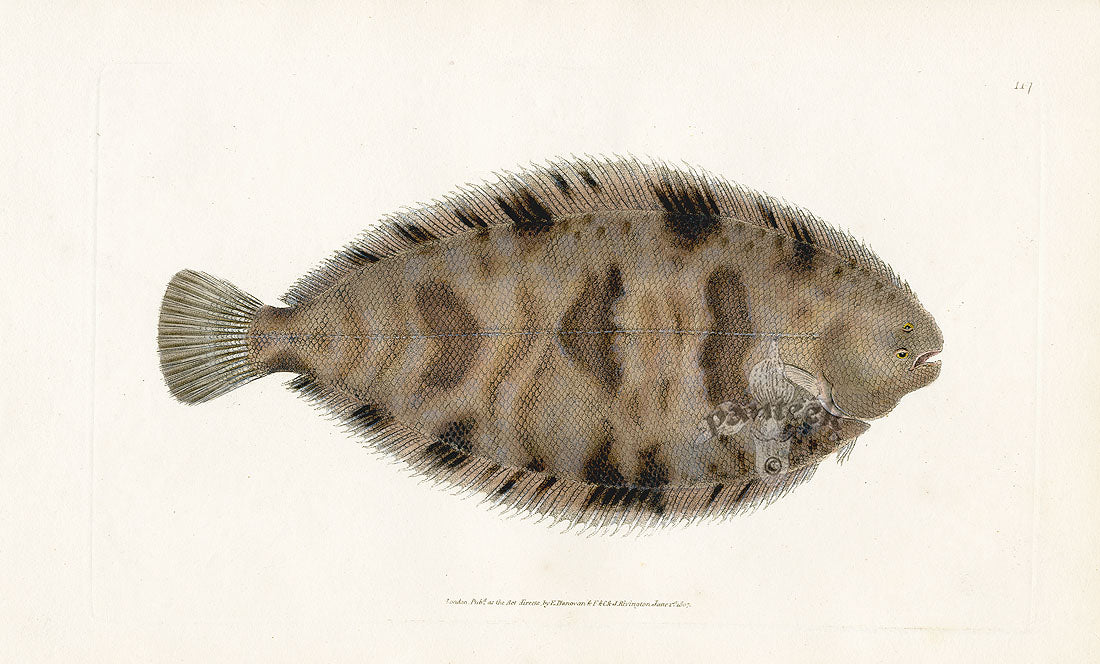 Edward Donovan Fish Print 1802 Variegated Sole