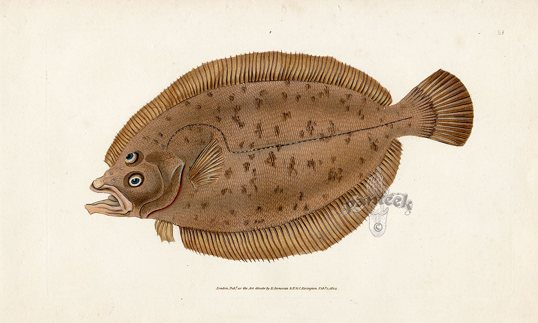 Edward Donovan Fish Print 1802 Whiff | Panteek Antique Prints