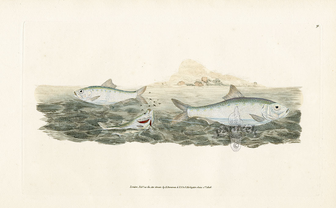 Edward Donovan Fish Print 1802 White Bait