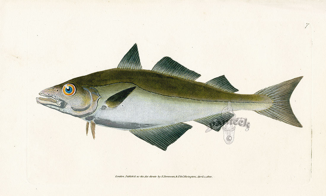 Edward Donovan Fish Print 1802 Whiting Pollack | Panteek Antique Prints