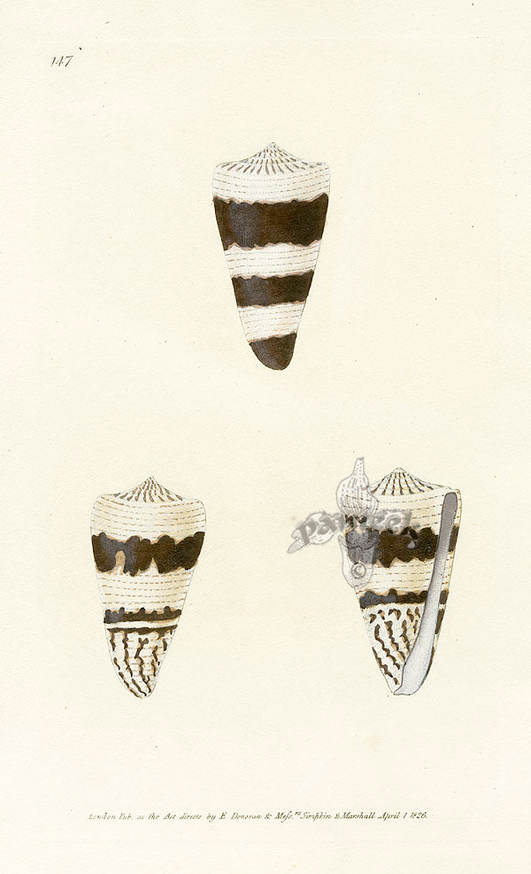 Edward Donovan Naturalist Repository Print Augur Shells