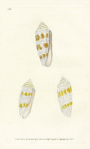 Edward Donovan Naturalist Repository Print Cone Shells