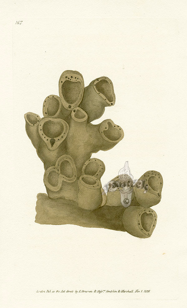 Edward Donovan Naturalist Repository Print Cut-mouth Sponge