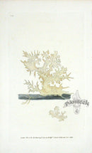 Edward Donovan Naturalist Repository Print Elk's Horn Coral - Panteek Antique Prints