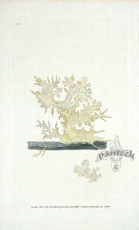 Edward Donovan Naturalist Repository Print Elk's Horn Coral - Panteek Antique Prints