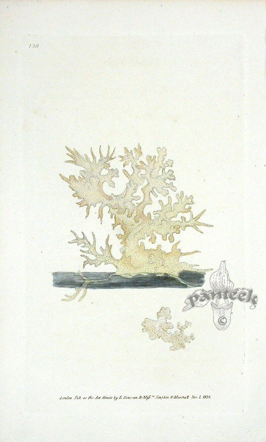 Edward Donovan Naturalist Repository Print Elk's Horn Coral