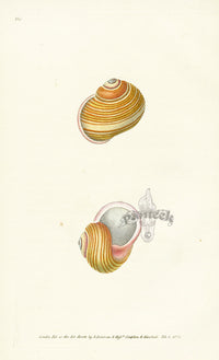 Edward Donovan Naturalist Repository Print Festive Snail - Panteek Antique Prints