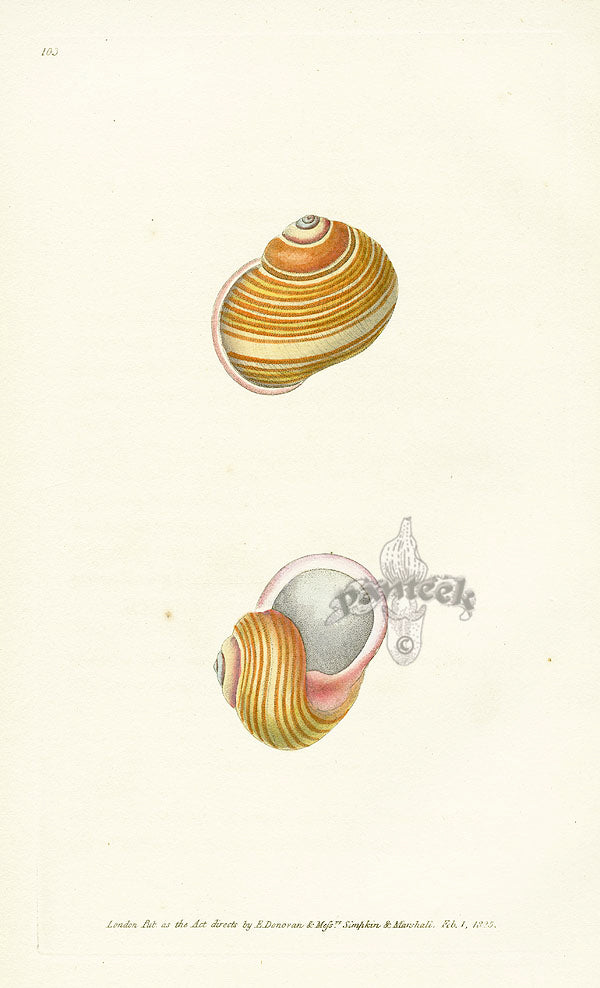 Edward Donovan Naturalist Repository Print Festive Snail