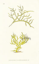 Edward Donovan Naturalist Repository Print Gorgonia - Panteek Antique Prints