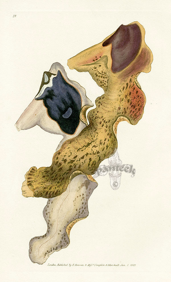 Edward Donovan Naturalist Repository Print Hammer Shell