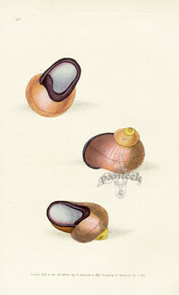 Edward Donovan Naturalist Repository Print Indian Snail - Panteek Antique Prints