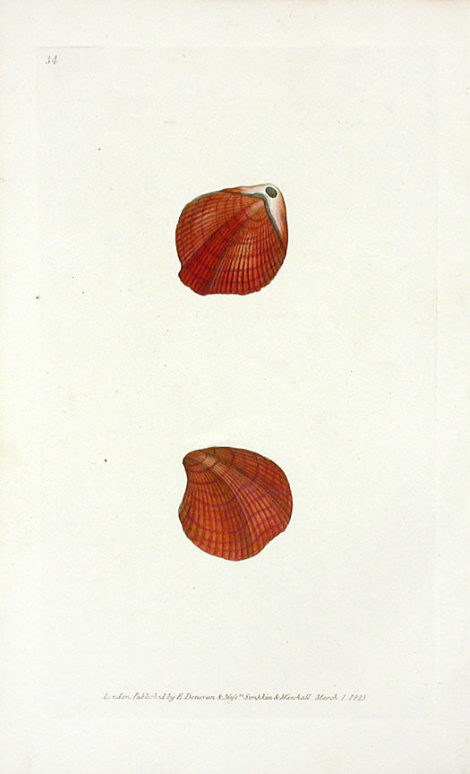 Edward Donovan Naturalist Repository Print Lamp Cockle