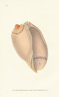 Edward Donovan Naturalist Repository Print Melon Shell - Panteek Antique Prints