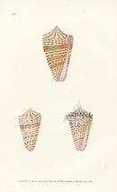 Edward Donovan Naturalist Repository Print Mosaic Shells - Panteek Antique Prints