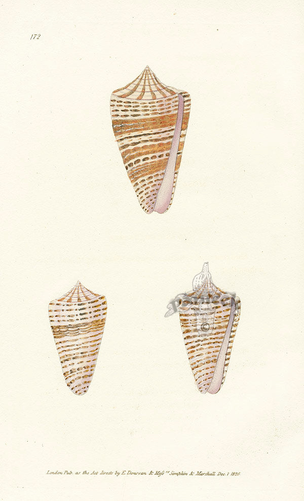 Edward Donovan Naturalist Repository Print Mosaic Shells