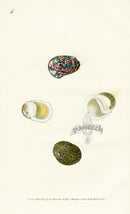 Edward Donovan Naturalist Repository Print Nerit - Panteek Antique Prints