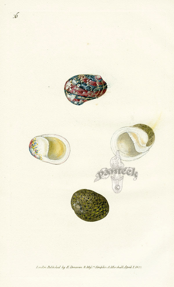 Edward Donovan Naturalist Repository Print Nerit
