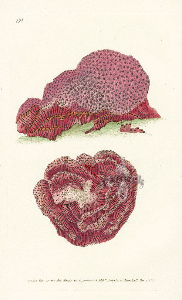 Edward Donovan Naturalist Repository Print Organ-Pipe Coral