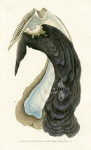 Edward Donovan Naturalist Repository Print Oyster - Panteek Antique Prints