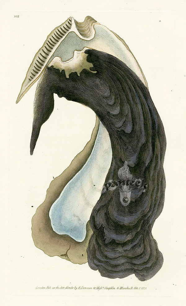 Edward Donovan Naturalist Repository Print Oyster