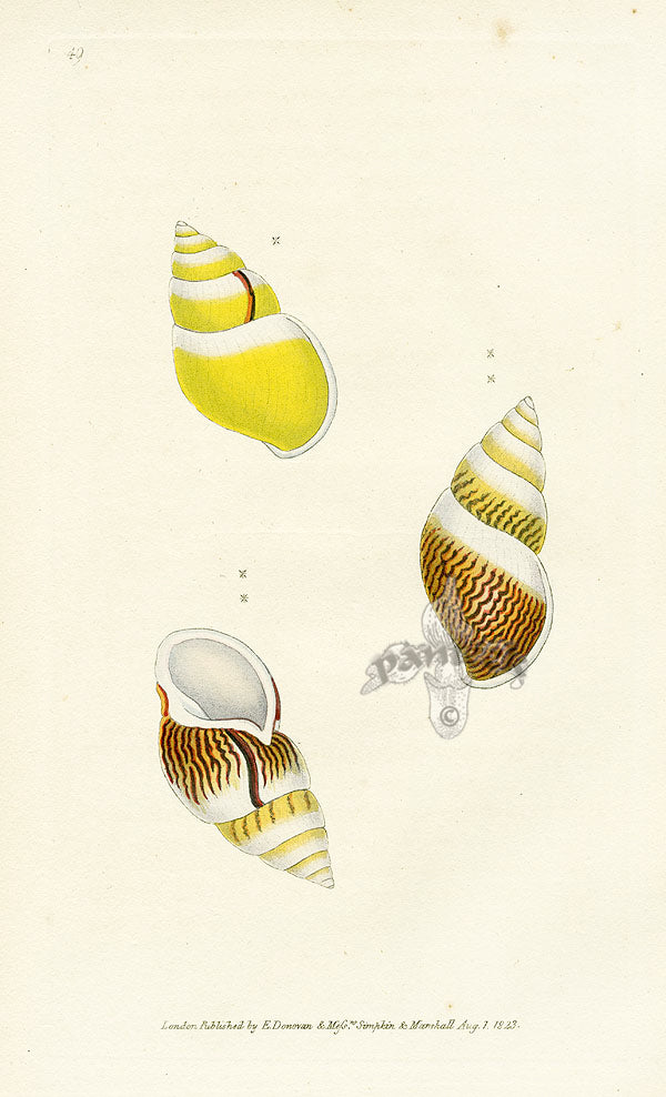 Edward Donovan Naturalist Repository Print Perverse Helix