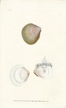 Edward Donovan Naturalist Repository Print Rackett's Cockle - Panteek Antique Prints