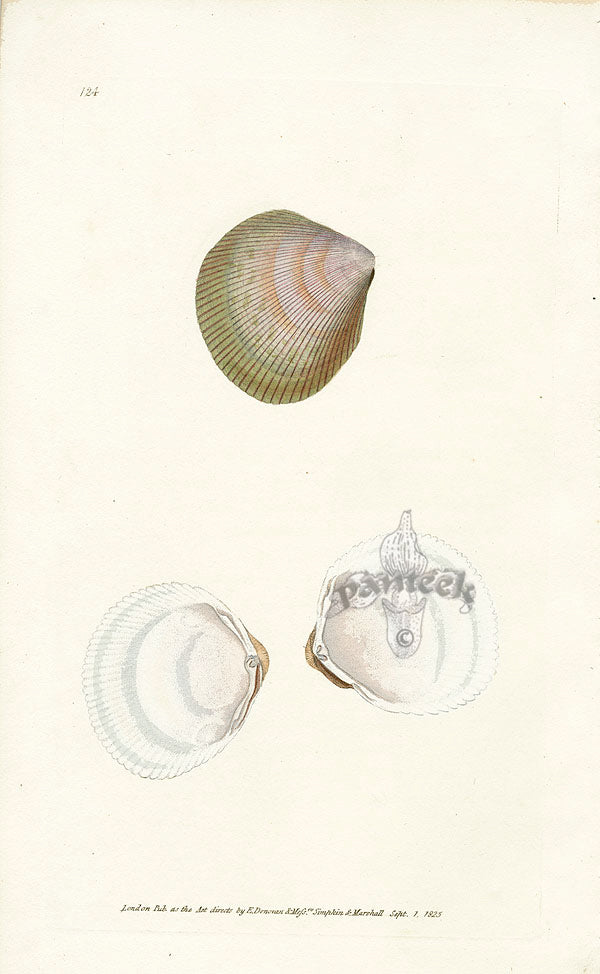 Edward Donovan Naturalist Repository Print Rackett's Cockle