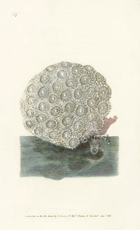 Edward Donovan Naturalist Repository Print Radiated Coral - Panteek Antique Prints