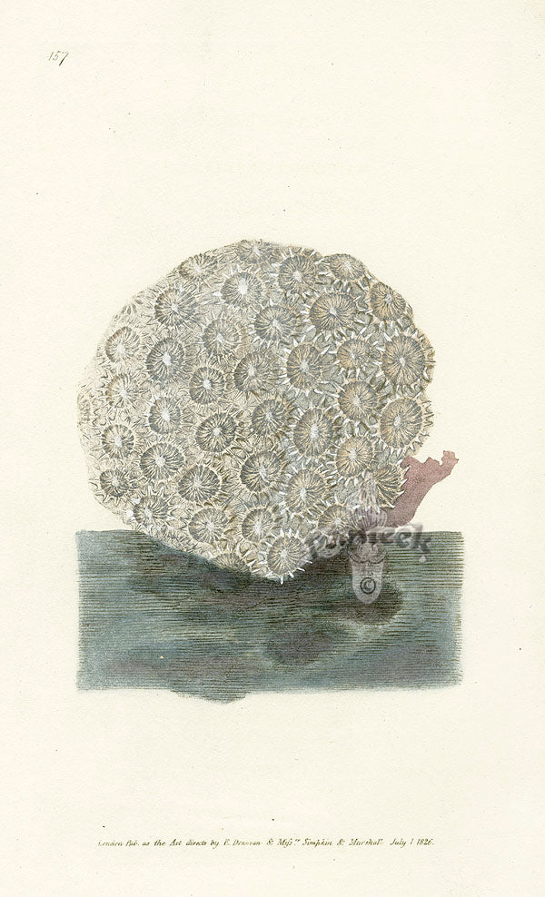 Edward Donovan Naturalist Repository Print Radiated Coral