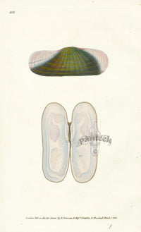 Edward Donovan Naturalist Repository Print Solen - Panteek Antique Prints