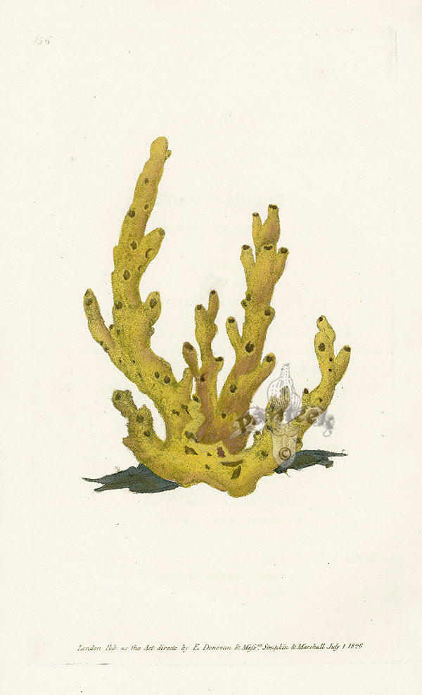 Edward Donovan Naturalist Repository Print Sponge