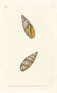 Edward Donovan Naturalist Repository Print Spotted shell - Panteek Antique Prints