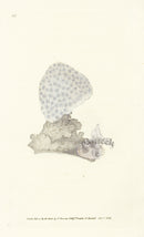 Edward Donovan Naturalist Repository Print Starry Coral - Panteek Antique Prints