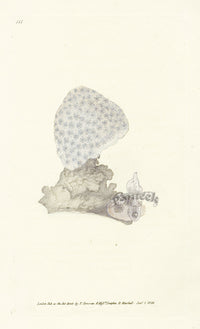 Edward Donovan Naturalist Repository Print Starry Coral - Panteek Antique Prints