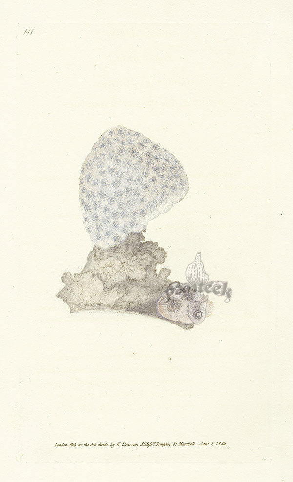 Edward Donovan Naturalist Repository Print Starry Coral