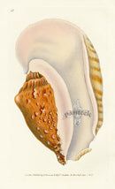 Edward Donovan Naturalist Repository Print Strombus Shell - Panteek Antique Prints