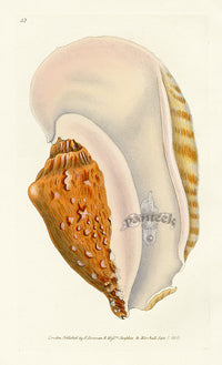 Edward Donovan Naturalist Repository Print Strombus Shell - Panteek Antique Prints