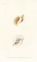 Edward Donovan Naturalist Repository Print Volute shell - Panteek Antique Prints