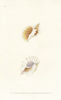 Edward Donovan Naturalist Repository Print Volute shell - Panteek Antique Prints