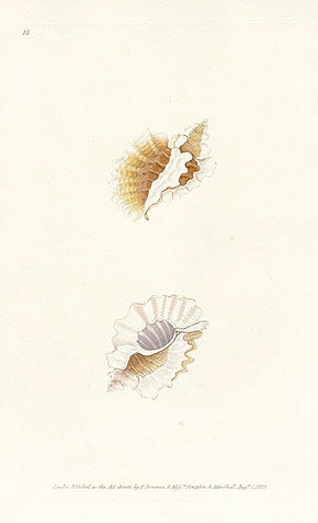 Edward Donovan Naturalist Repository Print Volute shell
