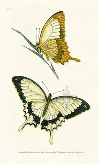 Edward Donovan Original Engraving 1823 Brutus Butterfly - Panteek Antique Prints